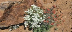 Leptosiphon floribundus glaber