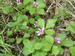 Rubus arcticus acaulis