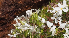 Leptosiphon floribundus glaber