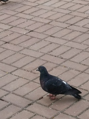 Columba livia domestica