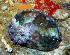 Haliotis ovina