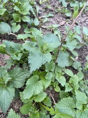 Lamium album