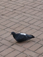 Columba livia domestica