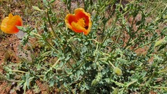 Glaucium leiocarpum