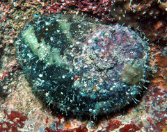 Haliotis ovina