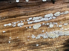 Propolis farinosa