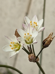 Nothoscordum gracile