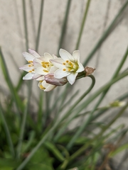 Nothoscordum gracile