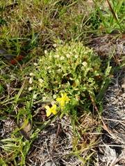 Hypericum suffruticosum