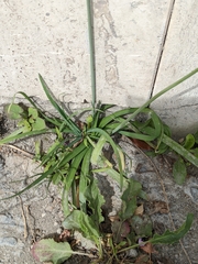 Nothoscordum gracile