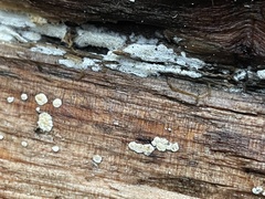 Propolis farinosa