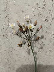 Nothoscordum gracile