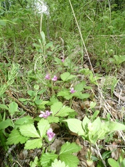 Rubus arcticus acaulis