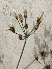 Nothoscordum gracile