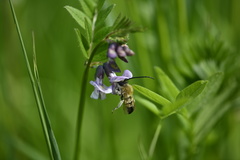 Eucera
