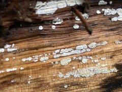 Propolis farinosa
