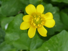 Ficaria verna