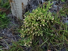 Hypericum suffruticosum