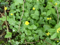 Ficaria verna