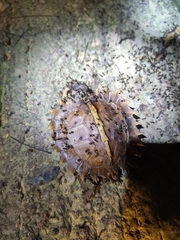 Heosemys spinosa