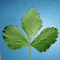 Rubus arcticus acaulis