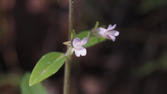 Collinsia childii