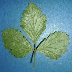 Rubus arcticus acaulis