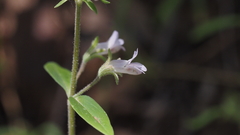 Collinsia childii