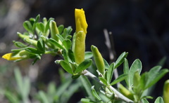 Chamaecytisus wulfii