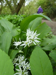 Allium ursinum