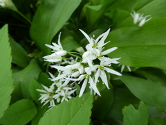 Allium ursinum
