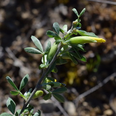 Chamaecytisus wulfii