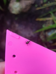 Scolopterus tetracanthus