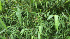 Bambusa oldhamii