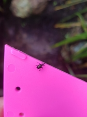 Scolopterus tetracanthus