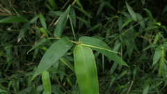 Bambusa oldhamii