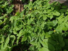 Ranunculus cassubicus
