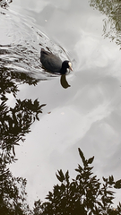 Fulica atra