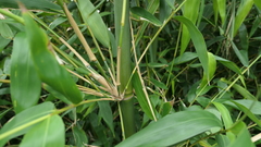 Bambusa oldhamii