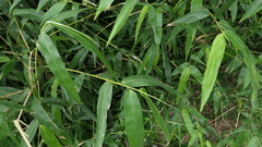 Bambusa oldhamii