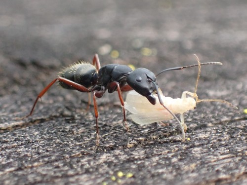 Western Black Carpenter Ant photo 6