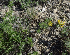 Chamaecytisus wulfii