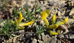 Chamaecytisus wulfii