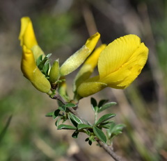 Chamaecytisus wulfii