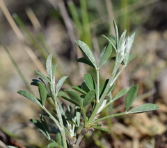 Chamaecytisus wulfii