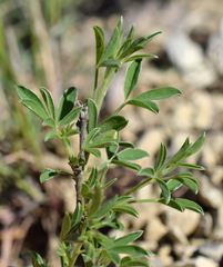 Chamaecytisus wulfii