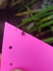 Scolopterus tetracanthus