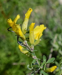 Chamaecytisus wulfii
