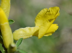 Chamaecytisus wulfii