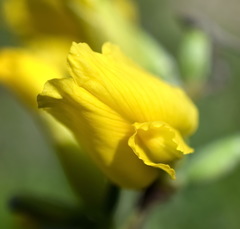 Chamaecytisus wulfii